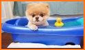 Boo - The World's Cutest Dog related image