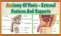 Penis Anatomy Encyclopedia related image
