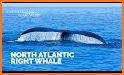 Marine Life - North Atlantic related image