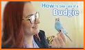 How to Take Care of a Pet Bird related image