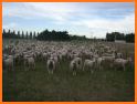 Crowd Sheep related image
