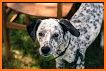 The Spotted Dog related image