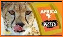 Wildlife Africa Games For Kids related image