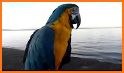 Prirate Parrot related image