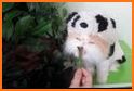 Cute Bamboo Panda Keyboard related image