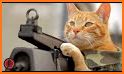Assassin Cat related image