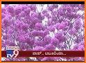 Lovely Pink Flower Tree Theme related image
