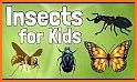 Insects and Bugs - Kids Learning Game related image