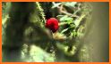 Birds of Ecuador related image