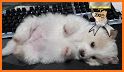 Innocent Cute Puppy Keyboard Theme related image