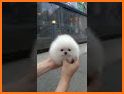 Little Pom Caring - Play with Puppy related image