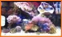 aniPet Marine Aquarium HD related image