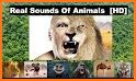 Animal Sounds and Fun Sound Effects related image