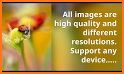 HD Wallpaper of Ladybug related image