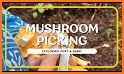 Vancouver Is. Mushroom Forager related image