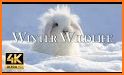 Winter: Animals & Nature related image