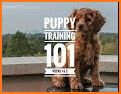 Dog Training : 101 related image