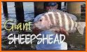 Sheepshead Scorer related image