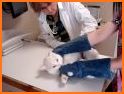 Cat Vet Clinic related image
