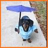 Weather Puppy-Radar,Forecast & Pet Dog Pictures related image