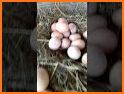Jackpot Eggs related image