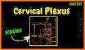 Plexus MBBS PRO related image