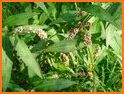 Polygonum related image