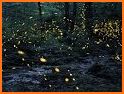 Finding Fireflies Live Wallpaper related image