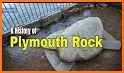 Plymouth Rock related image