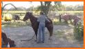 PonyPlace - Buy and Sell Horses and Tack related image