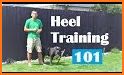 Puppy Training - Puppy Perfect Pro related image