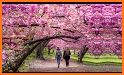 Monah - Cherry blossom is a beautiful flower related image