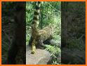 Animal Caro related image