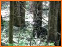 Grizzly bears: Honeycomb Wild Bear Mountain related image