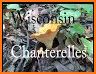 Wisconsin Mushroom Forager Map Morels Chanterelles related image