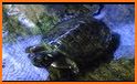 How to Take Care of a Pet Turtle related image