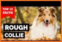 Collie related image