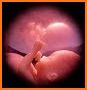 Embryology Pro related image