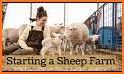 Sheep Farm related image