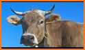 Cow Sounds related image
