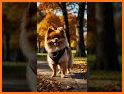 Pomeranian Dog Wallpapers HD related image