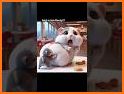 Hamster AI：Soulful AI Chat related image
