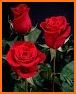 Red rose live wallpaper related image