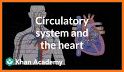 Heart Anatomy Pro. related image