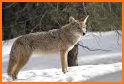 REAL Coyote Hunting Calls related image