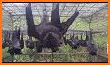 Flying Fox related image
