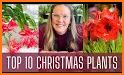 Plants Christmas related image