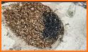 Gem Sieve related image