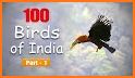 Birds of India related image