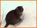 Snow Pounce related image